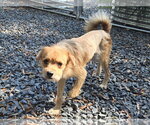 Small Photo #2 Border Terrier-Unknown Mix Puppy For Sale in Albemarle, NC, USA