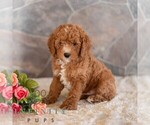 Small #2 Poodle (Miniature)