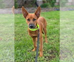 Ares - Male Labrador Retriever-Unknown Mix Dog for Adoption - Small photo