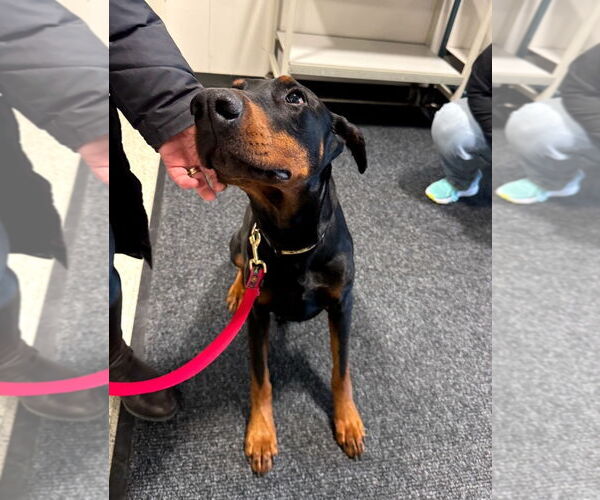 Medium Photo #6 Doberman Pinscher Puppy For Sale in Buffalo, MN, USA