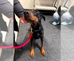 Small #5 Doberman Pinscher