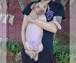 Small #4 American Staffordshire Terrier-Labrador Retriever Mix