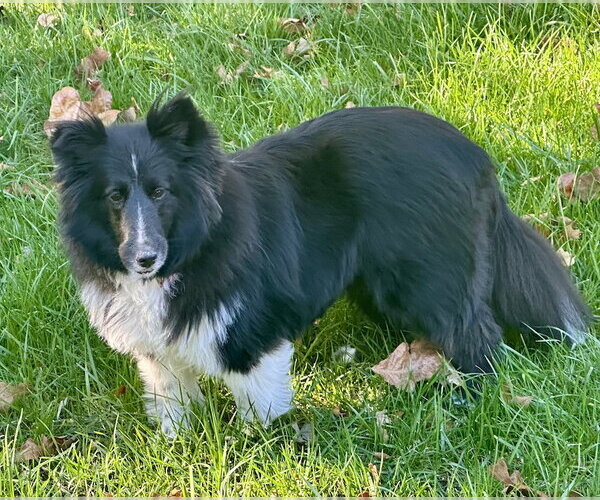 Medium Photo #3 Mutt Puppy For Sale in Wamego, KS, USA