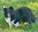 Small Photo #3 Mutt Puppy For Sale in Wamego, KS, USA