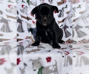 Collie-French Bulldog Mix Puppy for sale in LANCASTER, PA, USA