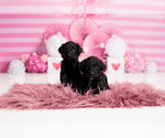 Small #1 Goldendoodle-Sheepadoodle Mix