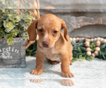 Small Photo #21 Dachshund Puppy For Sale in NAPPANEE, IN, USA