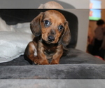 Small Photo #3 Dachshund Puppy For Sale in CHULA VISTA, CA, USA