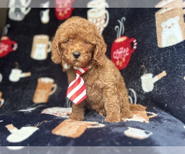 Medium Photo #8 Cavapoo Puppy For Sale in LAKELAND, FL, USA