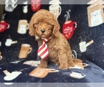 Small #7 Cavapoo