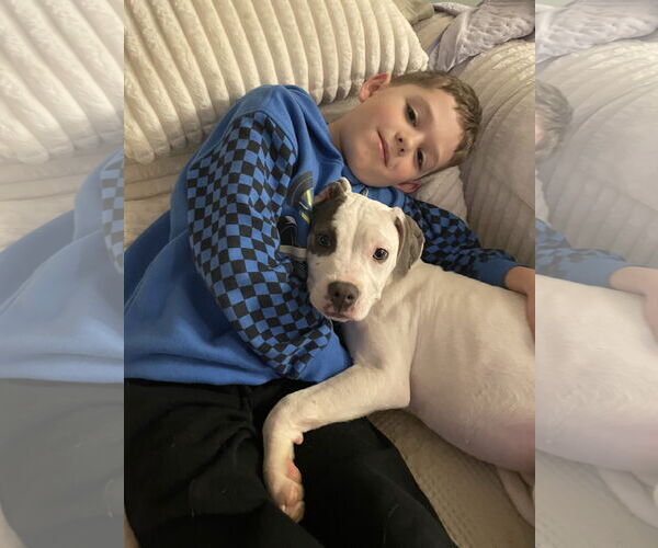 Medium Photo #2 American Staffordshire Terrier-Unknown Mix Puppy For Sale in Holly Springs, NC, USA