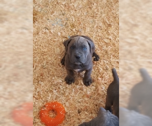 Medium Photo #1 Cane Corso Puppy For Sale in CITY INDUSTRY, CA, USA
