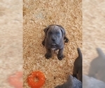 Small Photo #1 Cane Corso Puppy For Sale in CITY INDUSTRY, CA, USA