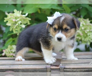 Pembroke Welsh Corgi Puppy for sale in LIBERTY, KY, USA