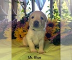 Image preview for Ad Listing. Nickname: Mr Blue