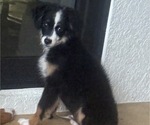 Small #8 Miniature Australian Shepherd
