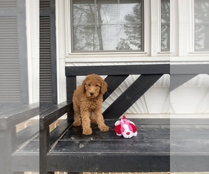 Poodle (Standard) Puppy for sale in RAMER, TN, USA