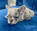 Small Photo #71 French Bulldog Puppy For Sale in CHARLOTTE, NC, USA