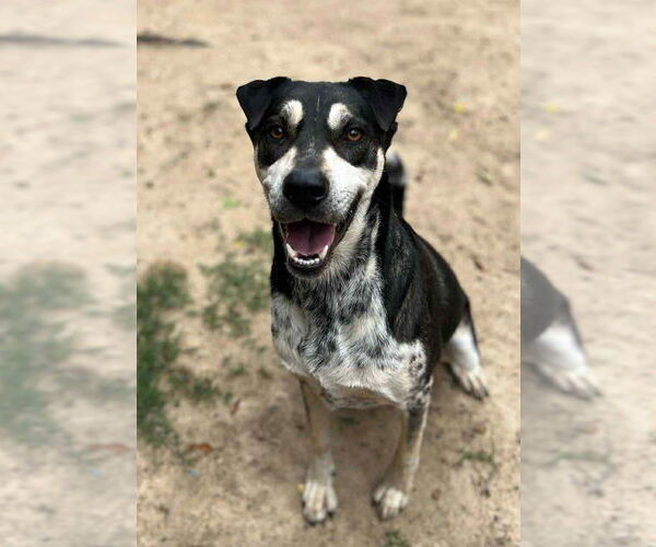 Medium Photo #1 Mutt Puppy For Sale in Orangeburg, SC, USA