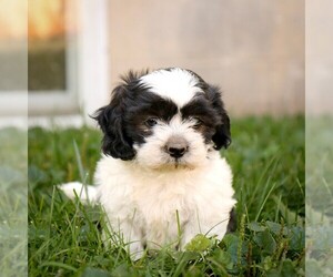Zuchon Puppy for sale in ARTHUR, IL, USA