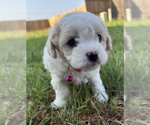 Maltipoo Puppy for Sale in HOUSTON, Texas USA