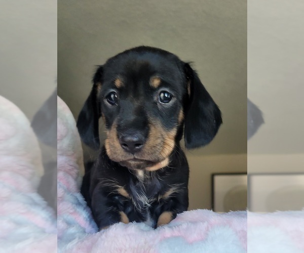 Medium Photo #14 Dachshund Puppy For Sale in THORNTON, CO, USA