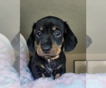 Small Photo #14 Dachshund Puppy For Sale in THORNTON, CO, USA
