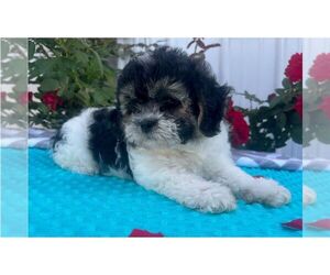 Zuchon Puppy for sale in ARTHUR, IL, USA