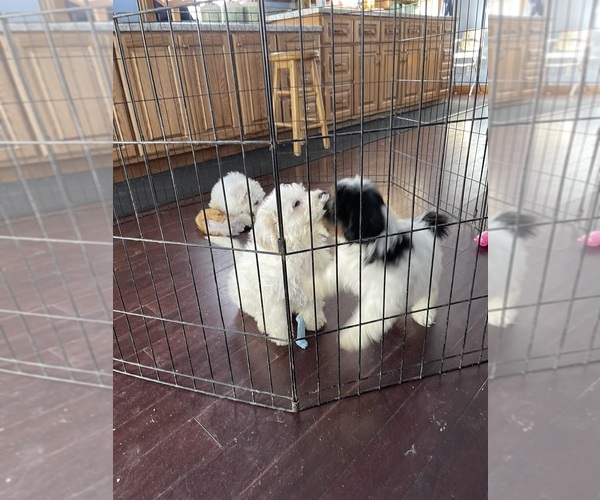 Medium Photo #6 Zuchon Puppy For Sale in MOUNT PLEASANT, MI, USA