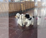 Small Photo #6 Zuchon Puppy For Sale in MOUNT PLEASANT, MI, USA