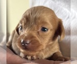 Small #1 Dachshund