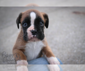Boxer Puppy for sale in SHIPSHEWANA, IN, USA