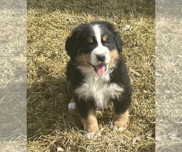 Medium Photo #10 Bernese Mountain Dog Puppy For Sale in ATHENS, WI, USA