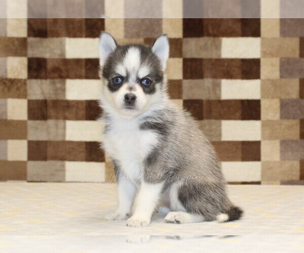 Medium Photo #1 Pomsky Puppy For Sale in DENVER, PA, USA