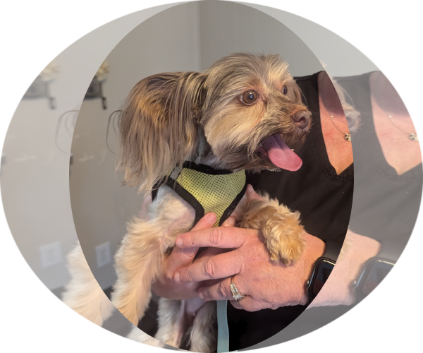 Medium Photo #4 Mutt Puppy For Sale in Spring, TX, USA