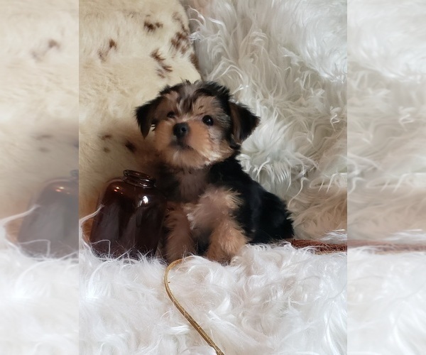 Medium Photo #45 Shorkie Tzu Puppy For Sale in NEVADA, TX, USA