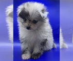 Small #9 Pomeranian