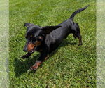 Small #1 Dachshund