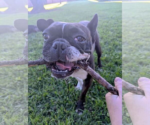 Medium Photo #5 French Bulldog Puppy For Sale in Huntington Beach, CA, USA