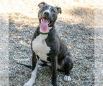 Small #2 Labrador Retriever Mix