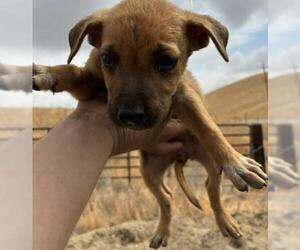 American Pit Bull Terrier Dogs for adoption in Bakersfield, CA, USA