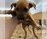 Small American Pit Bull Terrier