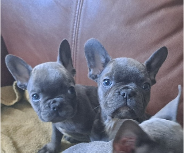 Medium Photo #5 French Bulldog Puppy For Sale in GUILFORD, ME, USA