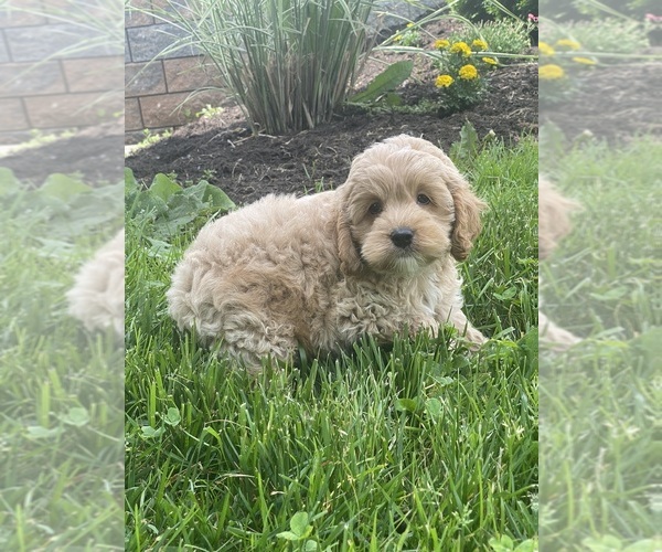 Medium Photo #4 Cockapoo Puppy For Sale in CANOGA, NY, USA