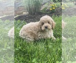 Small #3 Cockapoo