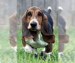 Small #3 Basset Hound