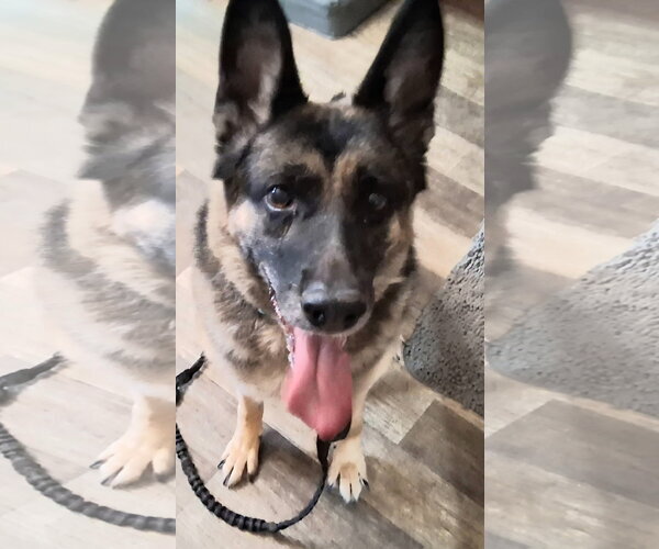 Medium Photo #2 German Shepherd Dog-Unknown Mix Puppy For Sale in Fort Wayne, IN, USA