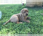 Small Photo #9 Labrador Retriever Puppy For Sale in PARIS, MO, USA
