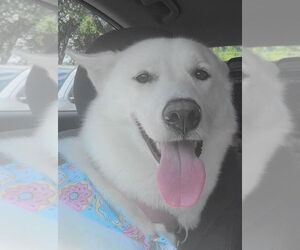 ZCL-D-Ghost - Female Gerberian Shepsky Dog for Adoption - Photo #2