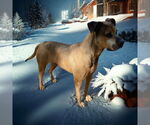 Small #7 Bullmastiff-German Shepherd Dog Mix